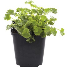 Geranie im schwarzen Pflanztopf