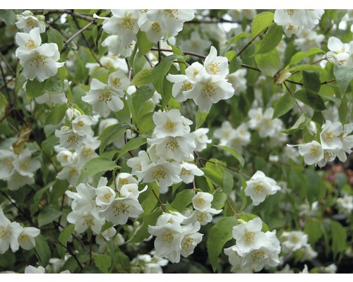 Gartenjasmin, Duftjasmin, Pfeifenstrauch Philadelphus 'Natchez' H 80-100 cm Co 10 L Nahaufnahme von blühendem Pfeifenstrauch