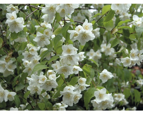 Gartenjasmin, Duftjasmin, Pfeifenstrauch Philadelphus 'Natchez' H 80-100 cm Co 10 L