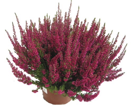 Schneeheide Mix FloraSelf Erica carnea Ø 10,5/11 cm Topf zufällige Sortenauswahl