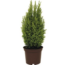 gelbe Scheinzypresse FloraSelf Chamaecyparis lawsoniana 'Ellwood's Gold' H 20-30 cm Co 2 L