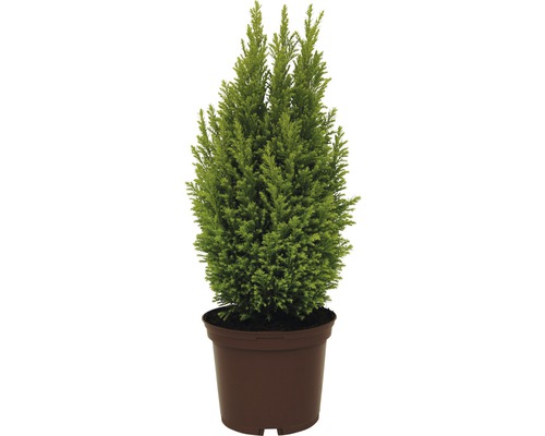 Topf-Zypresse im Pflanzgefäß