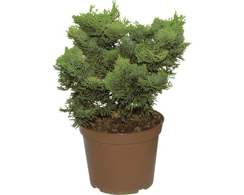 Zypresse in einem Topf