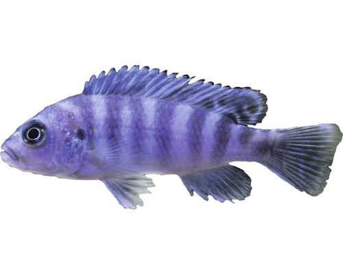 Blauer Zebrabuntbarsch für Aquarien
