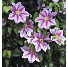 Großblumige Waldrebe FloraSelf Clematis Hybride' Nelly Moser' H 50-70 cm Co 2,3 L-thumb-0