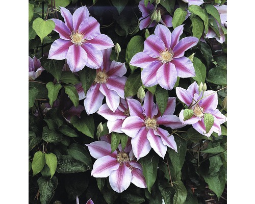 Großblumige Waldrebe FloraSelf Clematis Hybride' Nelly Moser' H 50-70 cm Co 2,3 L-0