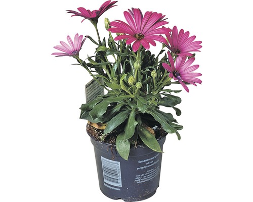 Osteospermum Pflanze im Topf mit violetten Blüten