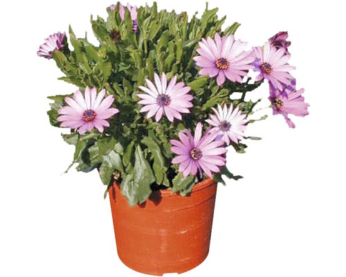 Kapkörbchen FloraSelf Osteospermum 'Sunny' Ø 12 cm Topf