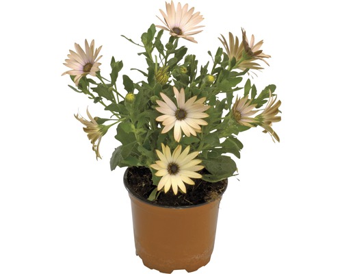 Osteospermum im Topf