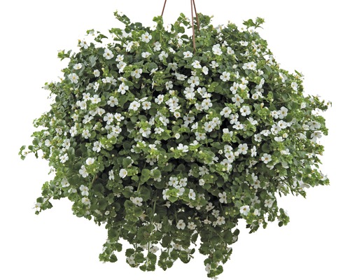 Schneeflockenblume FloraSelf Sutera (Bacopa) cordata Ø 10,5 cm Topf weiß