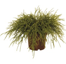 Faden-Zypresse FloraSelf Chamaecyparis pisifera 'Sungold' H 15-20 cm Co 2 L