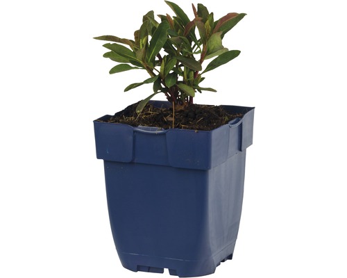 Wolfsmilch FloraSelf Euphorbia amydaloides 'Miners Merlot' H 5-20 cm Co 0,5 L Rhododendron im Topf