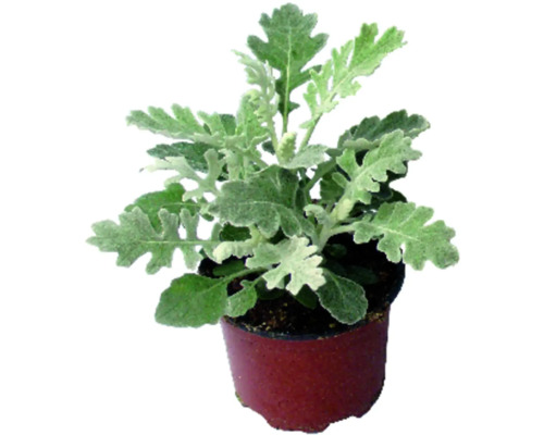 Silberblatt Senecio cineraria 'Maritima' Ø 9 cm Topf Silberblatt Senecio cineraria 'Maritima' Ø 9 cm Topf