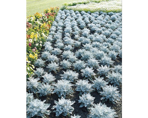Silberblatt Senecio cineraria 'Maritima' Ø 9 cm Topf Silberblatt Senecio cineraria 'Maritima' Ø 9 cm Topf