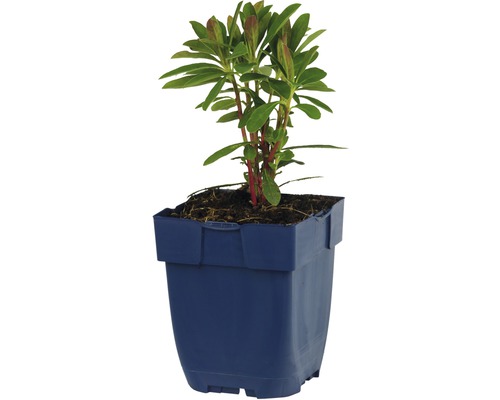 Riesen-Wolfsmilch FloraSelf Euphorbia characias ssp. Wulfenii H 5-30 cm Co 0,5 L Rhododendron im Topf