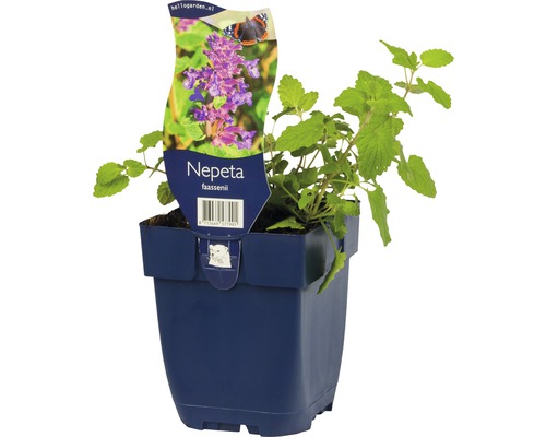 Nepeta faassenii im Topf
