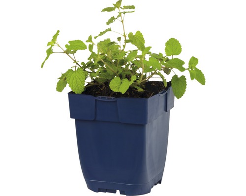 Melisse Pflanze im Topf