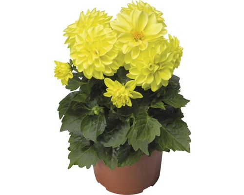 Zwergdahlie FloraSelf Dahlia x Hybride Ø 11/12 cm Topf zufällige Sortenauswahl Gelbe Dahlie in einem Topf