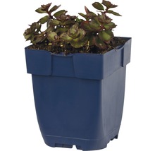 Kaukasische Fetthenne FloraSelf Sedum spur. 'Fuldaglut' H 5-10 cm Co 0,5 L