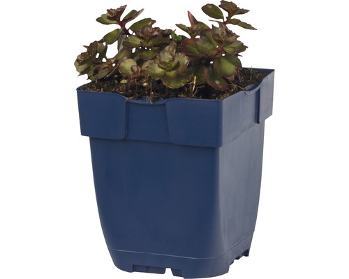 Fetthenne im blauen Pflanztopf