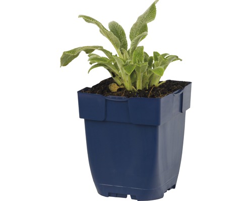 Echte Wollziest Pflanze in einem Topf