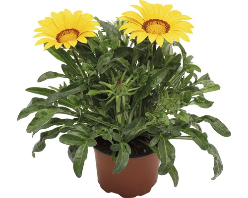 Gazanie im Topf mit gelben Blüten