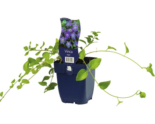 Großes Immergrün FloraSelf Vinca major Ø 11 cm Topf Immergrün Pflanze im Topf