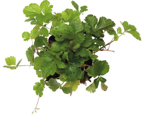 Waldsteinie Pflanze im Topf von oben