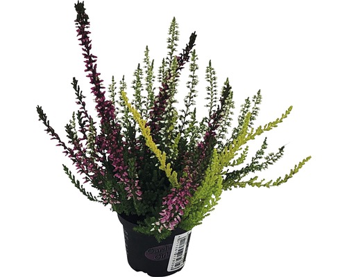 Knospenheide, Heidekraut FloraSelf Calluna vulgaris 'Gardengirls Trio Mini' Ø 6 cm Topf