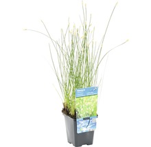Nadelsimse FloraSelf Eleocharis palustris H 10-20 cm Co 0,6 L