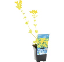 Gelbe Gauklerblume im Topf
