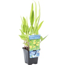 Ranunkel Zungenblatt im Topf für den Gartenteich