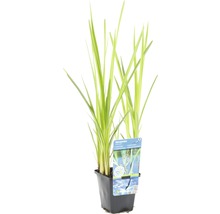 Wasserpflanze in einem schwarzen Topf