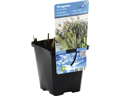 Echter Schilf im Topf, eine Wasserpflanze für den Gartenteich