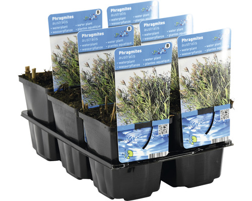 Schilf Phragmites australis im Topf auf einer Palette