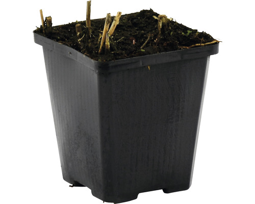 Schwarzer Pflanztopf mit Erde und abgeschnittenen Pflanzen