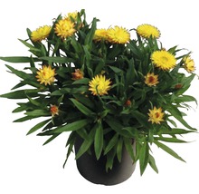 Topf mit gelben Strohblumen