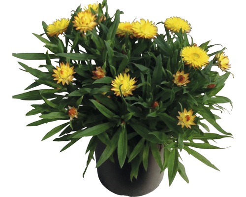 Topf mit gelben Strohblumen