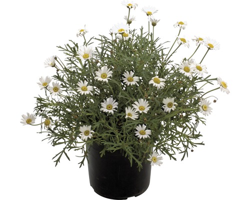 Strauchmargerite FloraSelf Chrysantheme frutescens H 40-60 Ø 18 cm