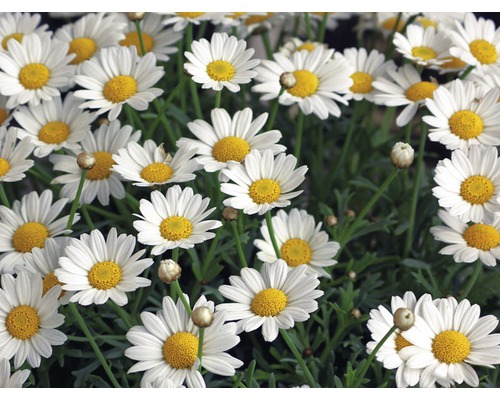Nahaufnahme einer Gruppe weißer Margeritenblüten mit gelben Blütenköpfen.