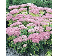 Fetthenne FloraSelf Sedum spectabilis H 10-40 cm Co 3 L-thumb-1