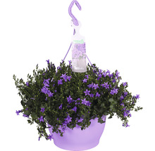 Glockenblume Ampel Floraself Campanula portenschlagiana 'Ambella Purple' Ø 25 cm Topf-thumb-0