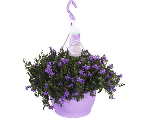 Glockenblume Ampel Floraself Campanula portenschlagiana 'Ambella Purple' Ø 25 cm Topf-0