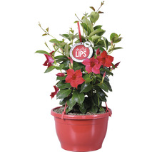 Dipladenia Pflanze im Topf mit roten Blüten und grünen Blättern