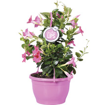 Dipladenia Pflanze im Topf mit dem Aufdruck More Lips