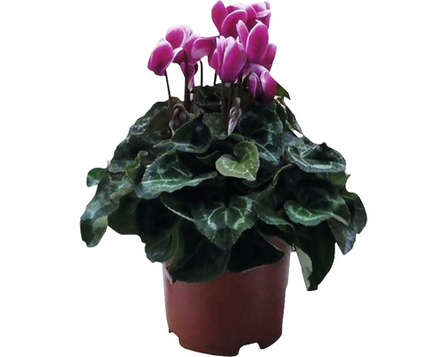 Zimmer-Alpenveilchen FloraSelf Cyclamen persicum 'Fuji' H 20-25 cm Ø 10,5 cm Topf zufällige Sortenauswahl