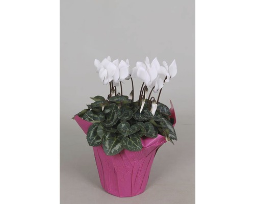 Zimmer-Alpenveilchen FloraSelf Cyclamen persicum H 20-25 cm Ø 10,5 cmTopf zufällige Sortenauswahl Weiße Zimmer-Alpenveilchen-Pflanze im Topf