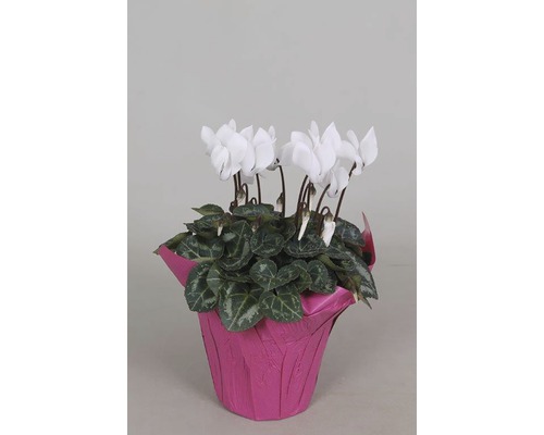 Zimmer-Alpenveilchen FloraSelf Cyclamen persicum H 20-25 cm Ø 10,5 cmTopf zufällige Sortenauswahl