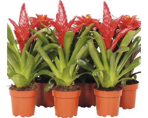 Bromelia orange Mix FloraSelf Bromelia-Cultivars Ø 12 cm Topf