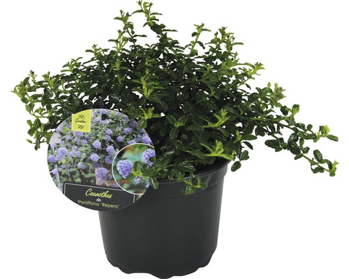 Kriechende Säckelblume FloraSelf Ceanothus thyrsiflorus var. Repens H 20-30 cm Blauhügel Strauch im Topf